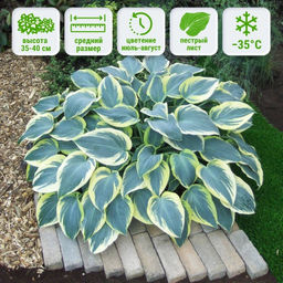 Хоста Фест Фрост (Первый морозец)