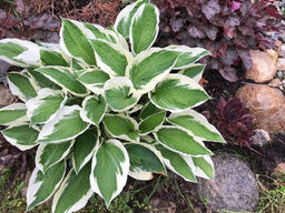 Хоста Антиох - Долина роз фото 2