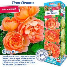 Роза Пэт Остин (Английская) 1шт