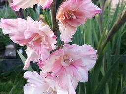 Гладиолус Caucasus (Кавказ) 5 шт - Долина роз фото 2