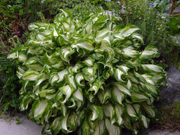 ХОСТА Медиовариегата Разбор 1 n Кол-во упак., шт 2