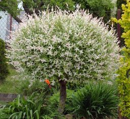 Ива цельнолистная "Хакуро-Нишики"