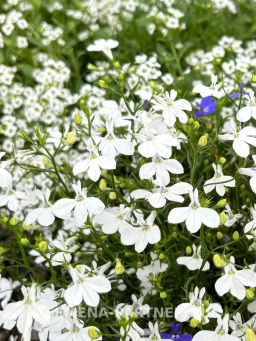 Лобелия каскадная Ривьера Уайт - Партнер фото 2