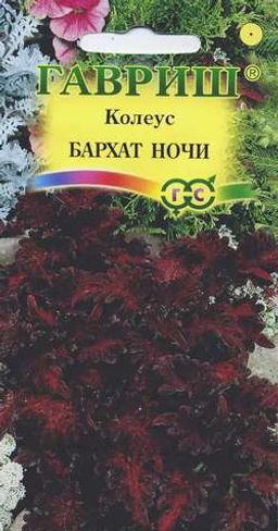 Колеус Бархат ночи 5шт 30-35см (г)