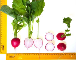 Редис Царевна - Партнер фото 6