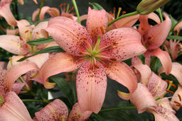 ЛИЛИЯ Морфо Пинк Разбор 12/14 Кол-во упак., шт 5