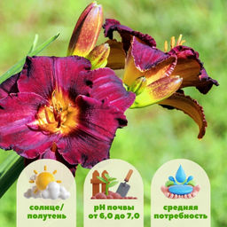 Лилейник Блэк Стокингс - Долина роз фото 2