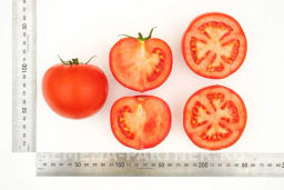 Томат Барика - Партнер фото 8