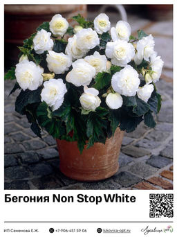 Бегония Non Stop White