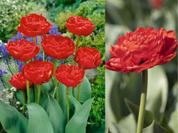 Тюльпан Миранда