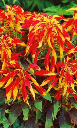 Амарант ИЛЛЮМИНАЦИЯ