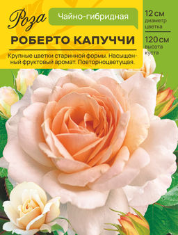 Роза Роберто Капуччи (Чайно-гибридная) С ЦВ.НАКЛЕЙКОЙ 1шт