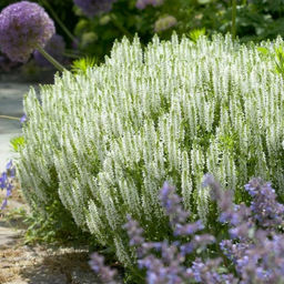 Шалфей дубравный Шнеехугель