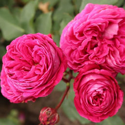 Роза Фрайфрау Каролина (Флорибунда) 1шт