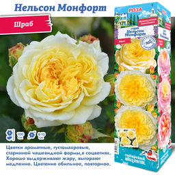 Роза Нельсон Монфорт (Шраб) 1шт