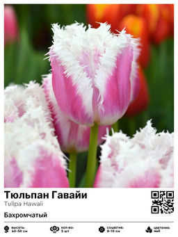 Тюльпан Hawai (Бахромчатый) - Голландские луковицы фото 4