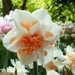 Нарцисс Delnashaugh (3 луковицы)