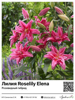Лилия Roselily Elena (Розовидный гибрид)