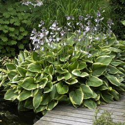 Хоста Ауреомаргината