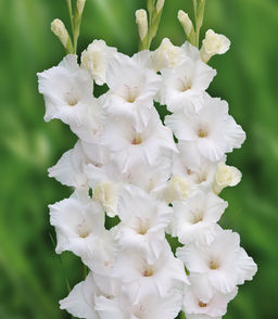 ГЛАДИОЛУС Нова Зембла Разбор 10/12 Кол-во упак., шт 10