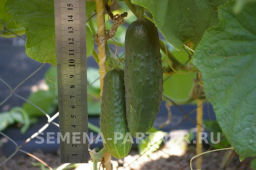 Огурец партенокарпический Эколь - Партнер фото 4