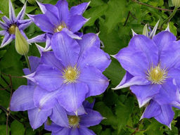 Клематис Лавсониана - Долина роз фото 6