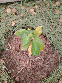 Гортензия метельчатая Коттон Крим