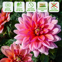 Георгина Берлинер Клин бордюрная