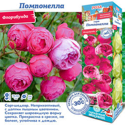 Роза Помпонелла (Флорибунда) 1шт