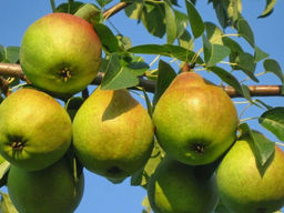 Груша Любимица Клаппа - Долина роз фото 2