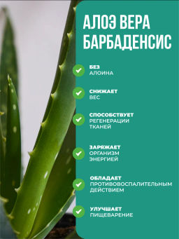 Алоэ питьевой с L-карнитин 500 мл Жиросжигатель - NUTRIHEAL фото 2
