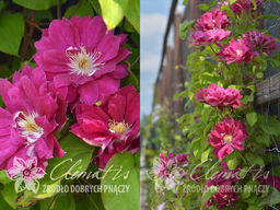 Клематис Red Star (Ред Стар) - Долина роз фото 4