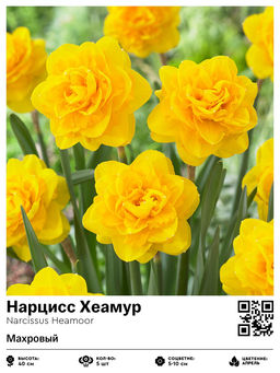 Нарцисс Heamoor (Махровый) - Голландские луковицы фото 2