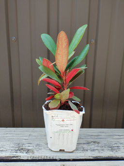 Рододендрон Неон Кисс