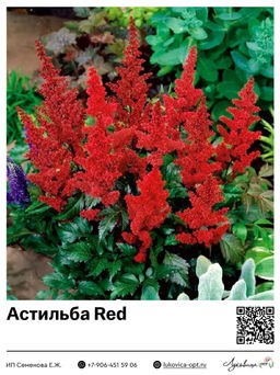 Астильба Red