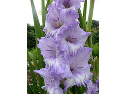 Гладиолус Blue Fros (Блю Фрост) 5 шт - Долина роз фото 2