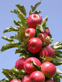 Яблоня колоновидная Стелла