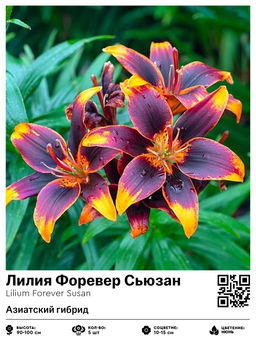 Лилия Forever Susan (Азиатский гибрид) - Голландские луковицы фото 2