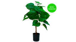 ec766ac2a2af54c8a4534b10afc496af3vujt3s248m4l85oql