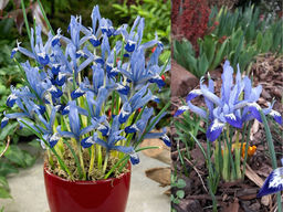 Ирис ретикулята Клеррет 5 шт - Долина роз фото 3