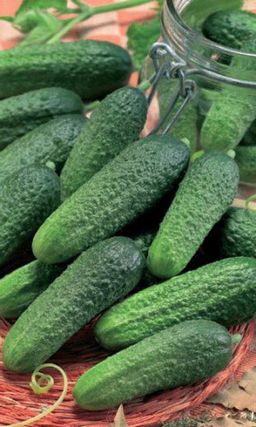 Огурец СОЛИ САМ  Малышки-пикули для засолки!