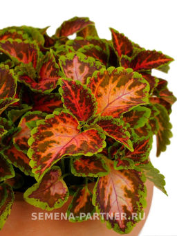 Колеус шлемниковидный Визард Корал Санрайз - Партнер фото 5