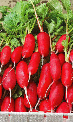 Редис ВЕСЕННЕЕ ЧУДО Хрустящая, плотная мякоть! Без пустот и горечи! Всесезонный!