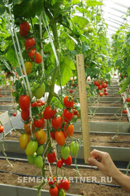 Томат Рыжий Котя F1 - Партнер фото 2