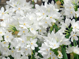 Нарцисс Ziva (Зива)