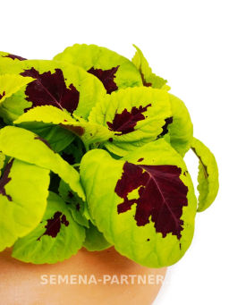Колеус шлемниковидный крупнолистный Биг Бэн Лайм Спайт - Партнер фото 5