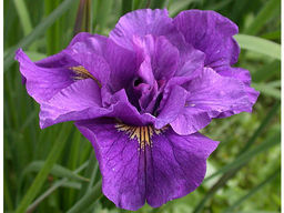 Ирис Double Standard (Дабл Стандарт)