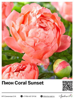 Пион Coral Sunset