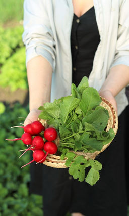 Редис ЛИРИКА  Раннеспелый с дружной отдачей продукции! Мякоть белая, плотная, нежная и сочная! Адаптируется к пониженной освещённости!