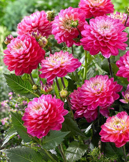 ГЕОРГИНА Мелоди Пинк Аллегро Разбор I Кол-во упак., шт 1